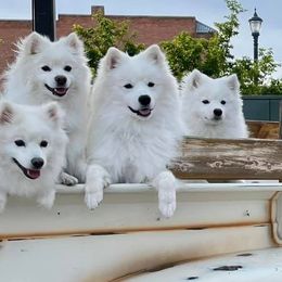 American Eskimo Dogs from Cu Alainn American Eskimo Dogs