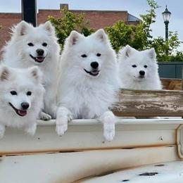 American Eskimo Dogs from Cu Alainn American Eskimo Dogs