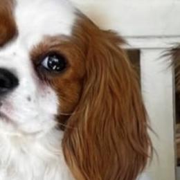Bernese Mountain Dogs and Cavalier King Charles Spaniels from Kiss A Doodlez
