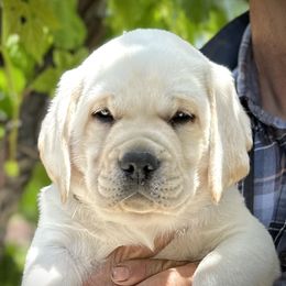 Labrador Retriever puppies from Varian Kennels