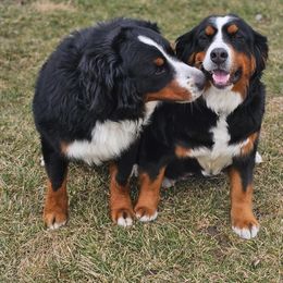 Bernese Mountain Dog puppies from Happy Valley Puppies