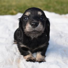 Girl 1 - Dachshund puppy in Coeur D Alene, Idaho from Discovery Dachs