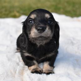 Girl 1 - Dachshund puppy in Coeur D Alene, Idaho from Discovery Dachs