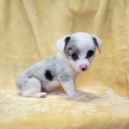 Male 2 - Blue male Pembroke Welsh Corgi puppy in Orleans, Indiana from Workman Farms