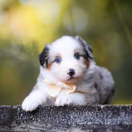 Regina - Blue merle female Australian Shepherd puppy in Georgetown, Texas from River Reign Australian Shepherds