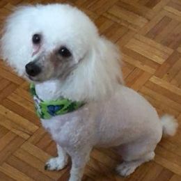 Poodles from Alstartoypoodle