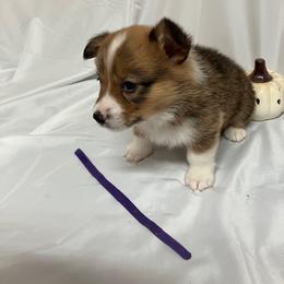 Purple female - White and fawn female Pembroke Welsh Corgi puppy in Pleasant Plains, Arkansas from PBA Kennel