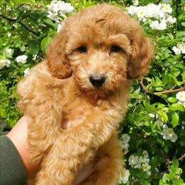Gunner-Small AKC Mini Poodle - Red  male Poodle puppy in Falcon, Missouri from Cedar House Heritage Poodles | AKC Toy & Miniature Poodle Puppies Raised in Home