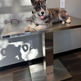 Siberian Husky Puppies from Hundley's Husky Haven