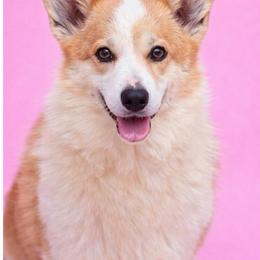 Summer - Pembroke Welsh Corgi