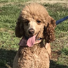 Ruby - Poodle