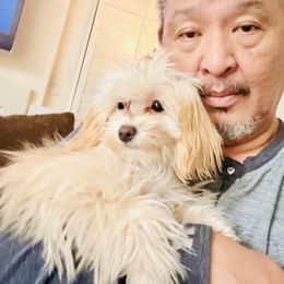 Zendeya - Maltipoo