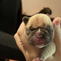 French Bulldogs from Kiru Kennels