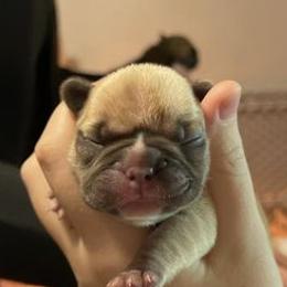 French Bulldogs from Kiru Kennels