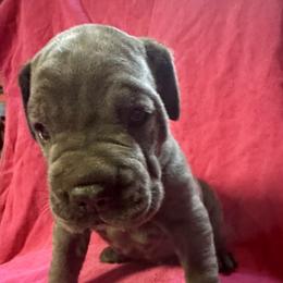 Big blue - Gray male Cane Corso puppy in Centerville, Georgia from Kane Corso Kennels