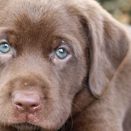 Labrador Retrievers from Muletown Labradors