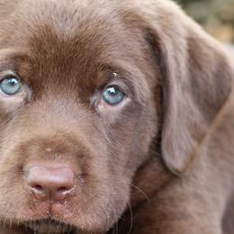 Labrador Retrievers from Muletown Labradors