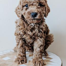 Oakley - Red  female Poodle puppy in Benton, Illinois from J & J Miniature Poodles