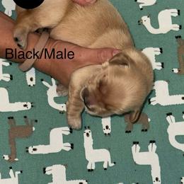Batten down the hatch - Dark golden male Golden Retriever puppy in Gainesville, Florida from Heart and Soul Dog Breeding, Inc.