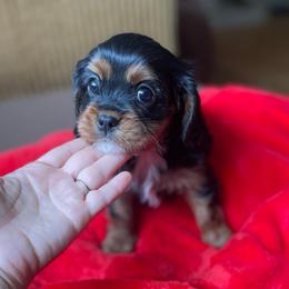 Oscar - Black and tan male Cavalier King Charles Spaniel puppy in Phoenix, Arizona from Larisa's Cavaliers