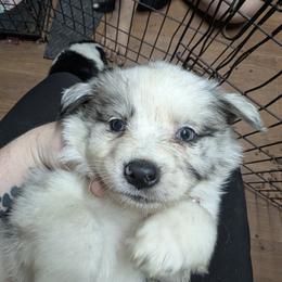Australian Shepherd and Great Dane Puppies from AEW Farm