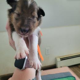 Howie - Sable male Collie puppy in Mattoon, Illinois from Gold Leaf Collies