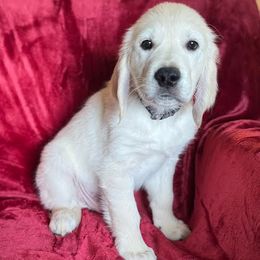 Edison - Light golden male Golden Retriever puppy in Lehigh Acres, Florida from Puppy Love