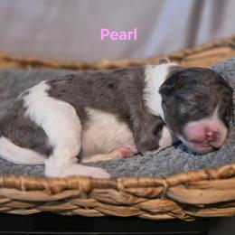 Pearl - Blue merle female Bernedoodle puppy in Summerville, South Carolina from Channys Doodles