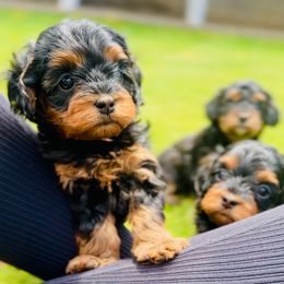 Cavapoo puppies from Camelback Cavaliers
