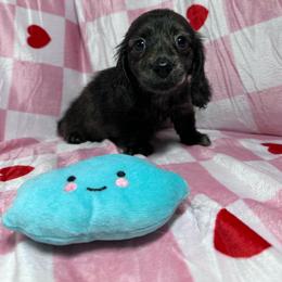 Light blue - Brindle female Dachshund puppy in Waukegan, Illinois from Rolling and Howling Basset Hounds and Dachshunds