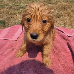 Berry- Hot pink collar - Dark golden female Golden Retriever puppy in Tenino, Washington from Oak River Goldens'