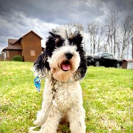 Fancy - Poodle