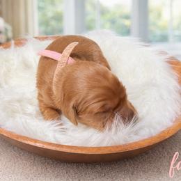 Faith ( pink ) - Dark golden female Golden Retriever puppy in Centertown, Missouri from Redheaded Retrievers