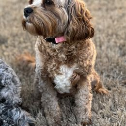 Cavapoo Puppies from Southern Charm Cavapoos