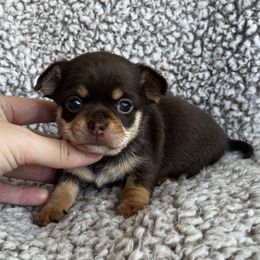 Emme - Chocolate and tan female Chihuahua puppy in Augusta, Georgia from Sophia Jade's Chi Brigade