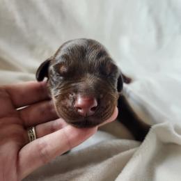 Jack - Red and rust male Doberman Pinscher puppy in Robinson, Pennsylvania from Makkr Ridge Dobermans LLC