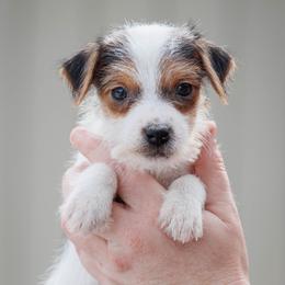 Lace - Tri-color female Jack Russell Terrier puppy in Yakima County, Washington from Saddle Rock Kennels
