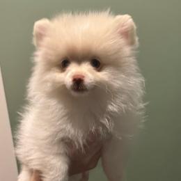 Lyndy - Cream parti female Pomeranian puppy in Minooka, Illinois from Sheree’s Pomeranians