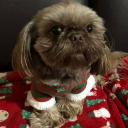 Cash - Shih Tzu