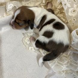 Harrison - Piebald male Dachshund puppy in Paris, Texas from Michel Creek Kennel