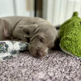 Weimaraner Puppies from Twelve Acre Wood Weimaraners