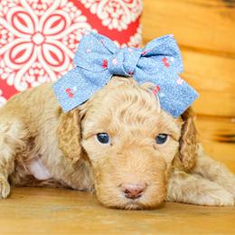 Goldendoodle puppies from Rocking H