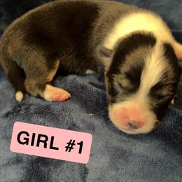Pembroke Welsh Corgi Puppies from Kelsie Prieskorn