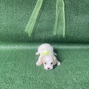 Remembrance - Apricot and white male Cavachon puppy in Kerrville, Texas from Blount pups