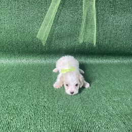 Remembrance - Apricot and white male Cavachon puppy in Kerrville, Texas from Blount pups