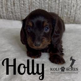 Holly - Black and tan female Dachshund puppy in Kemp, Texas from Koli Acres