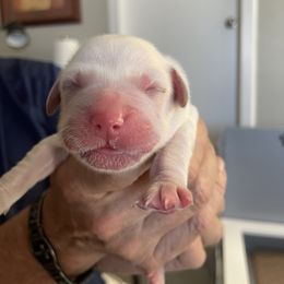 Lavender Collar - Light golden female Golden Retriever puppy in Peoria, Arizona from Westwing Retrievers