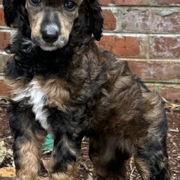 Poodle Puppies from Westborough Standard Poodles