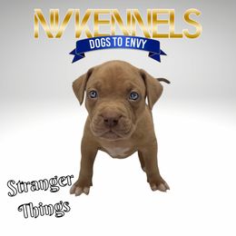 Boy 6 - American Bully puppy in Ocean City, Maryland from NV Kennels