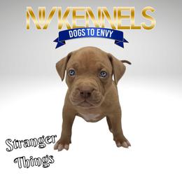 Boy 6 - American Bully puppy in Ocean City, Maryland from NV Kennels
